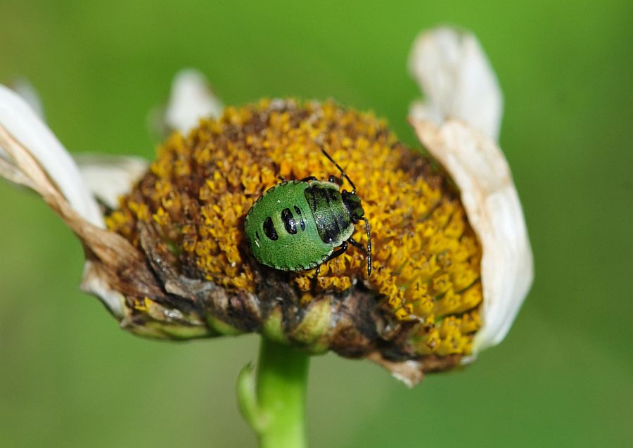 La vita in un fiore - seconda parte